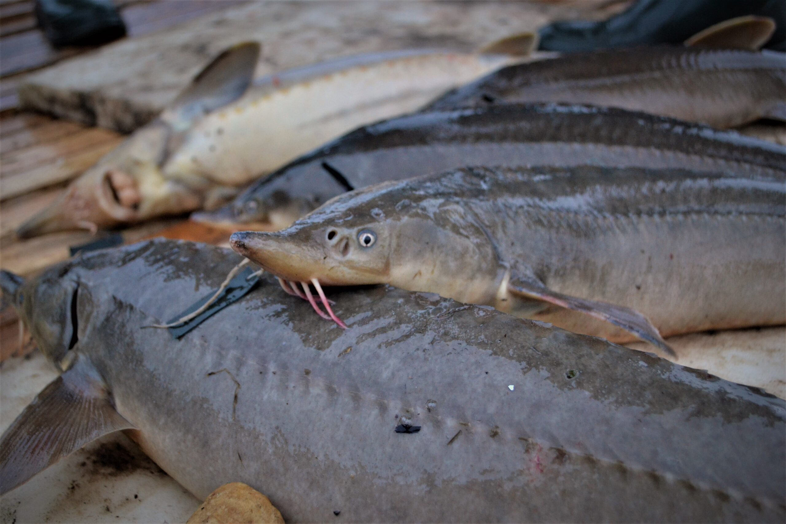 Главрыбвод перевыполнил госплан по выпуску осетровых видов рыб в 2021 году