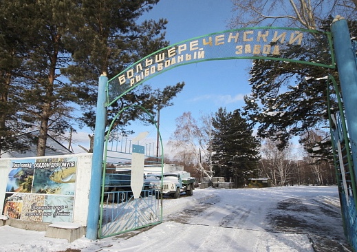 Главрыбвод  перевыполнил план в рамках нацпроекта «Экология» по выпуску молоди омуля и осетра в озеро Байкал более чем на 80%