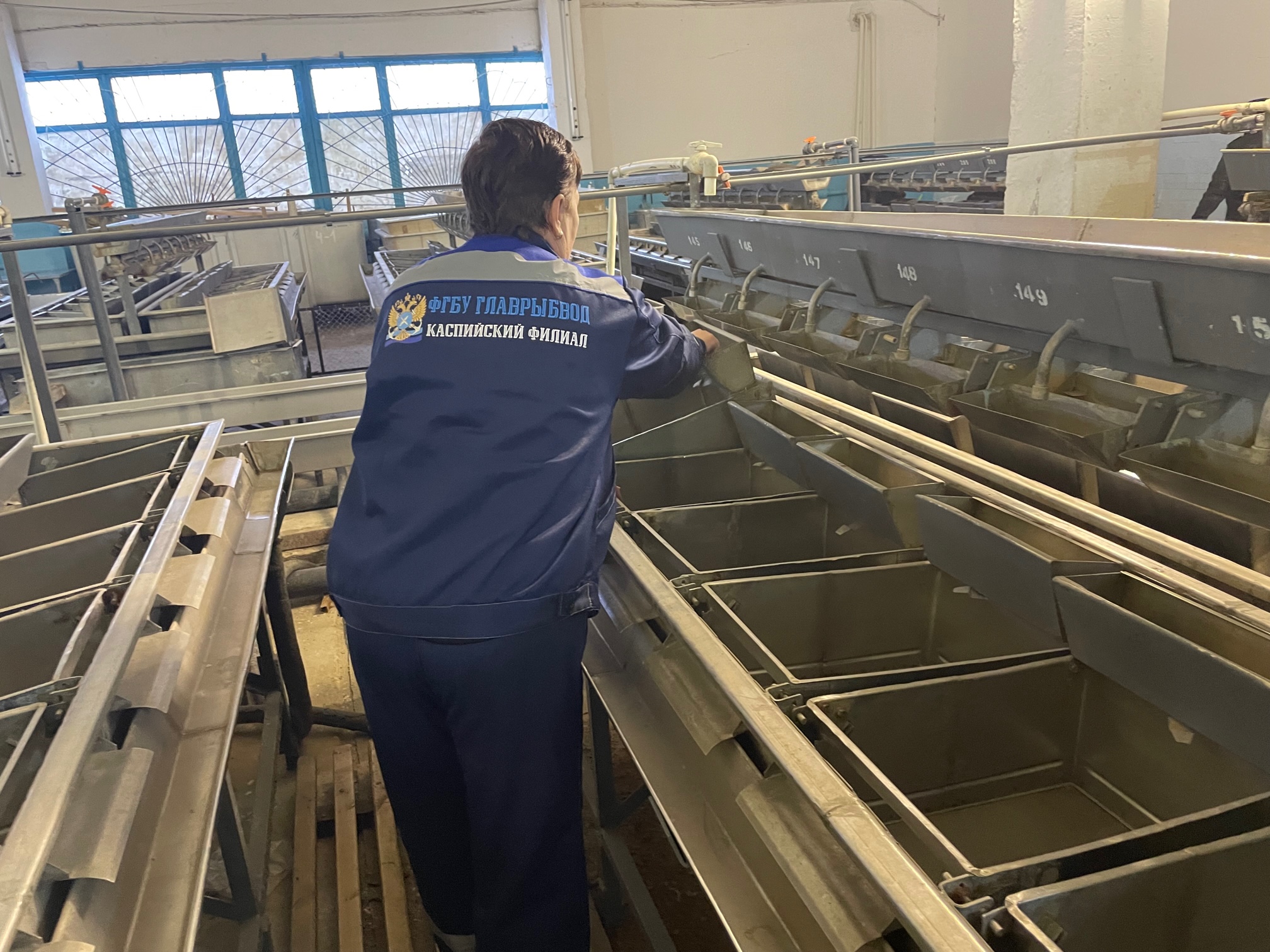 Каспийский филиал Главрыбвода готов к выполнению работ по искусственному воспроизводству ценных видов рыб