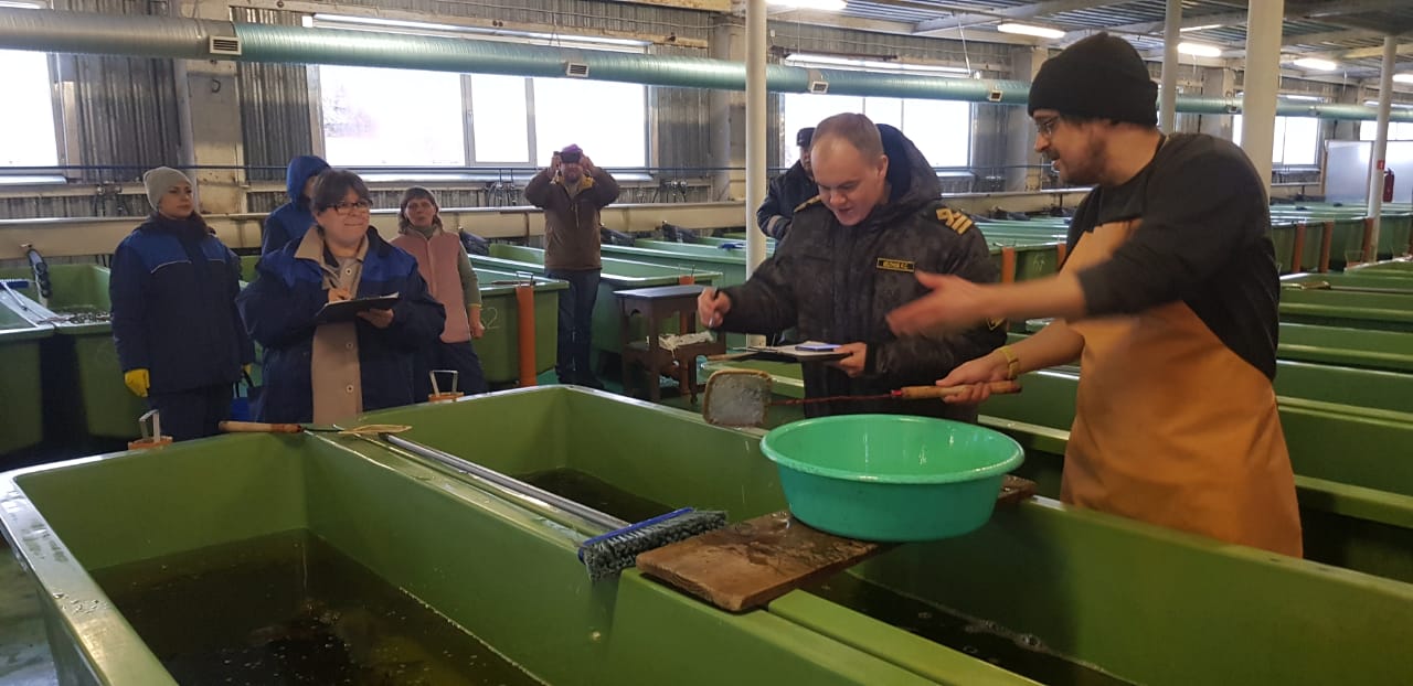 На рыбоводных заводах Северо-Западного филиала Главрыбвода продолжаются выпуски атлантического лосося