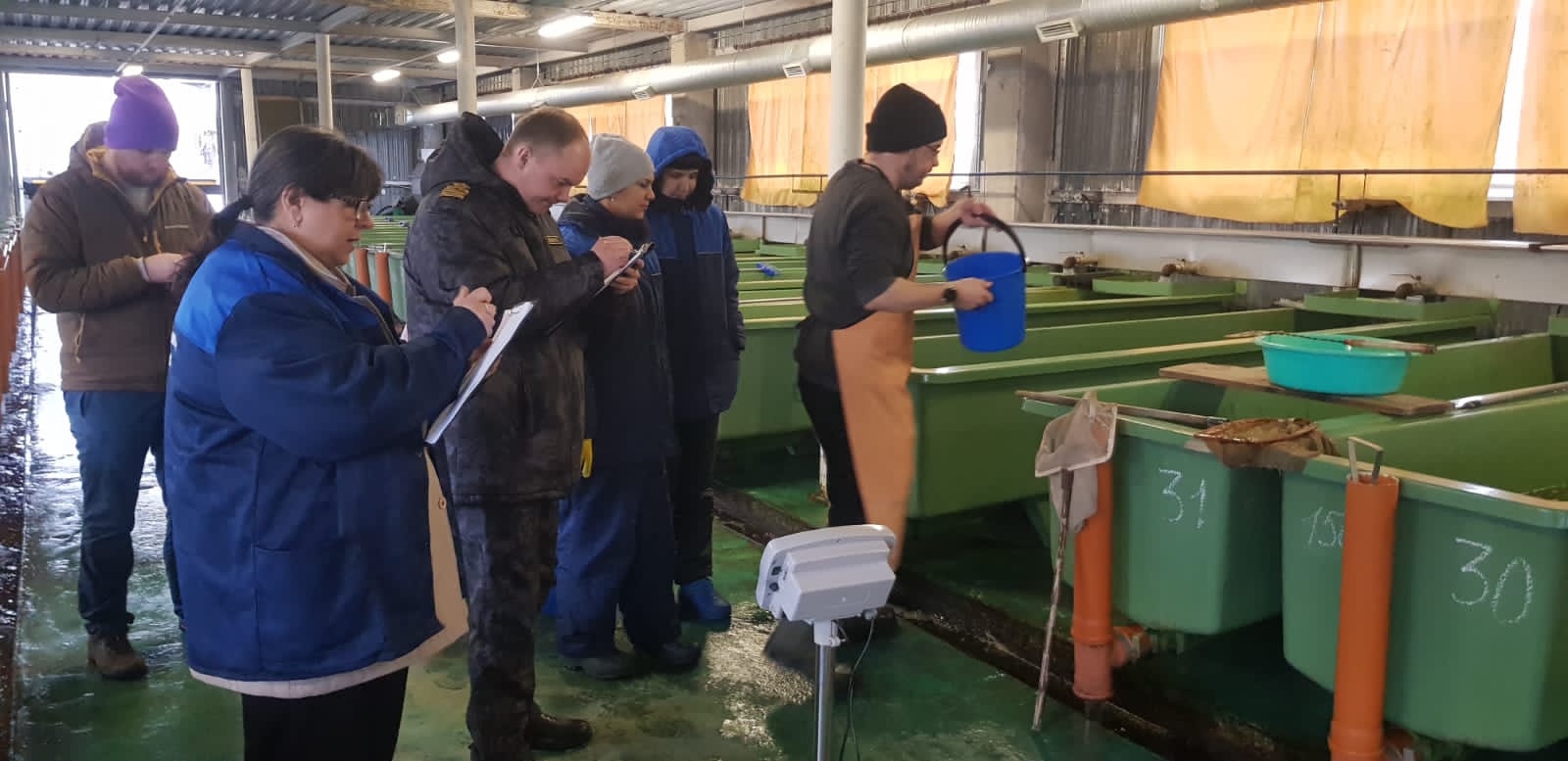 На рыбоводных заводах Северо-Западного филиала Главрыбвода продолжаются выпуски атлантического лосося