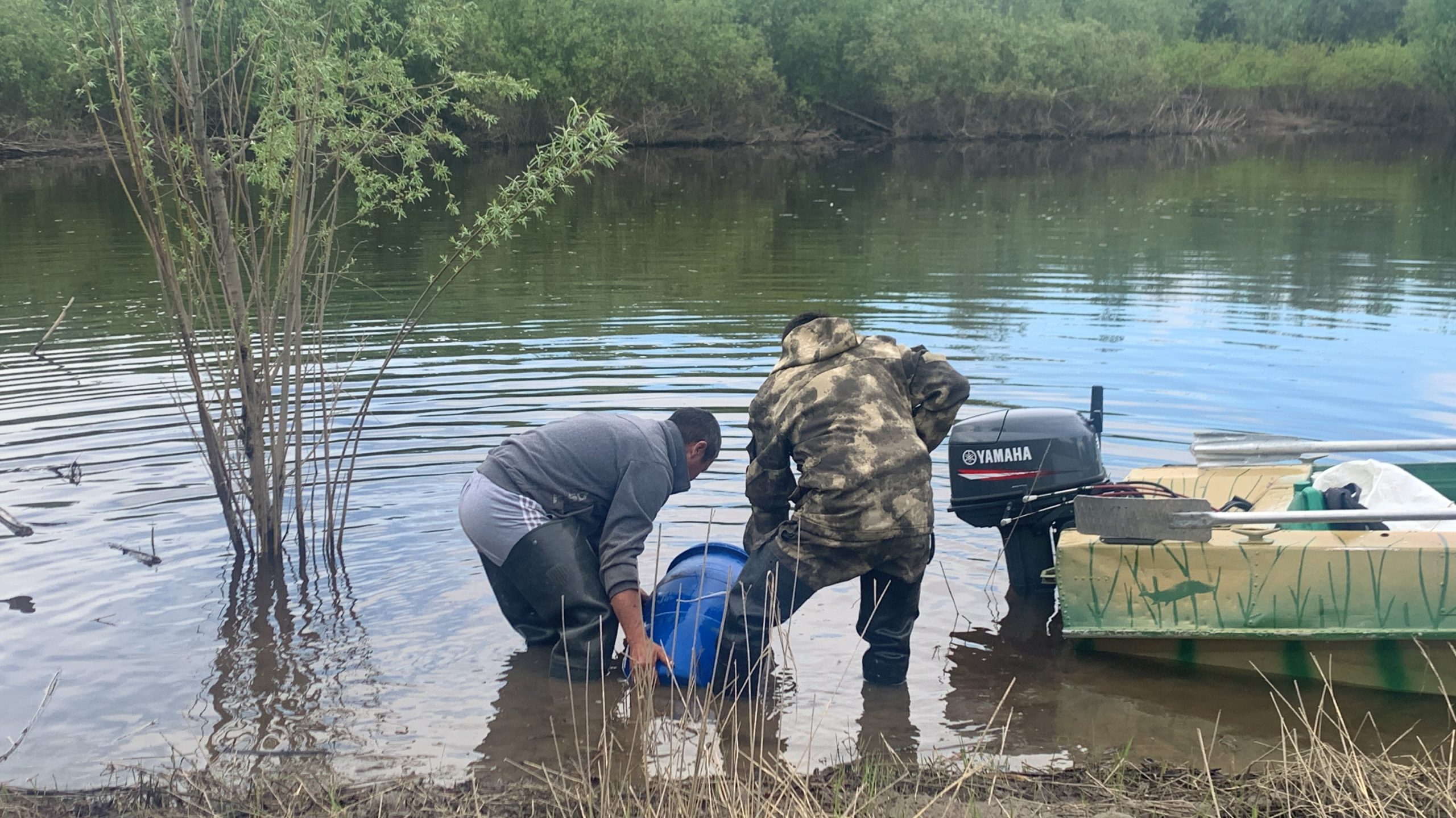 Якутский филиал ФГБУ «Главрыбвод» выпустил личинки щуки в реку Лена