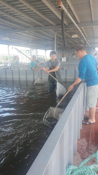 Анюйский рыбоводный завод ФГБУ «Главрыбвод» успешно завершил выпуск молоди ценных видов рыб по государственному заданию