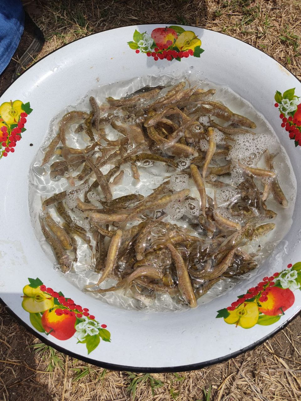 В Дагестане восполняют запасы краснокнижного вида рыб – каспийского лосося